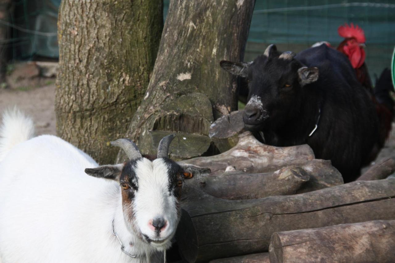 Comme Un Reve Bed and Breakfast Doignies Buitenkant foto